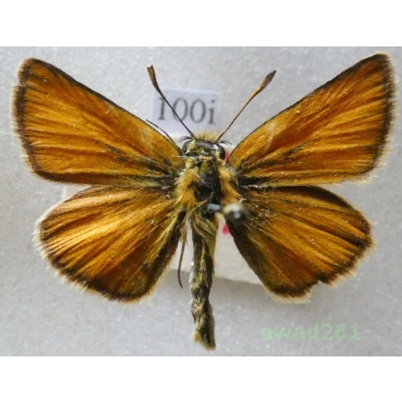 Thymelicus lineola (Ochsenheimer, 1808) Czech100i